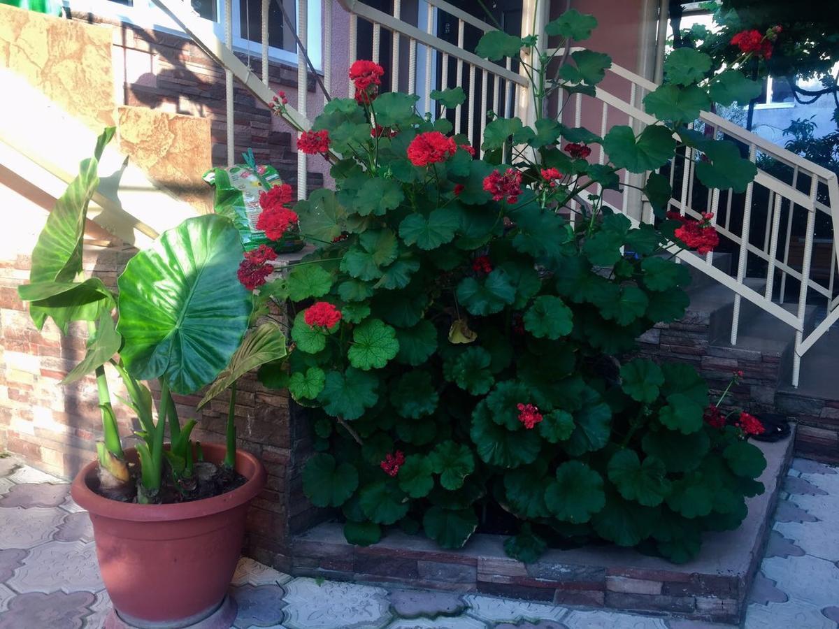 Guest House Lykhny Gagra Exterior photo